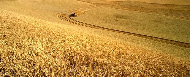 Wheat_harvest