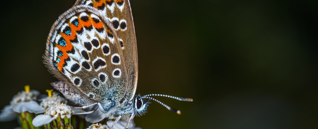 Photograph of butterfly on a plant