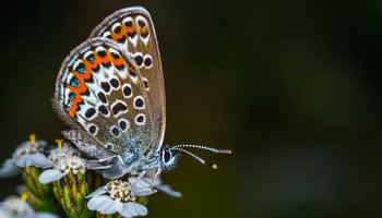Photograph of butterfly on a plant